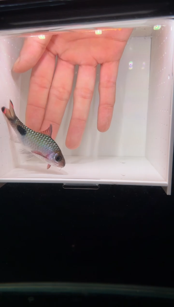 工具鱼红鳍蓝1111
