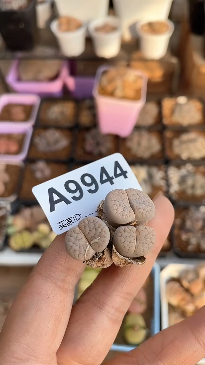 【闪购商品】9944直播一物一拍