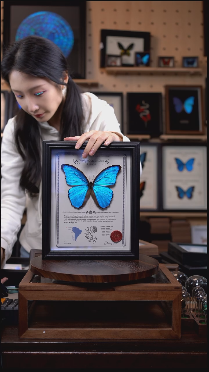 大蓝闪蝶豪华版10寸欧式框（带证书）