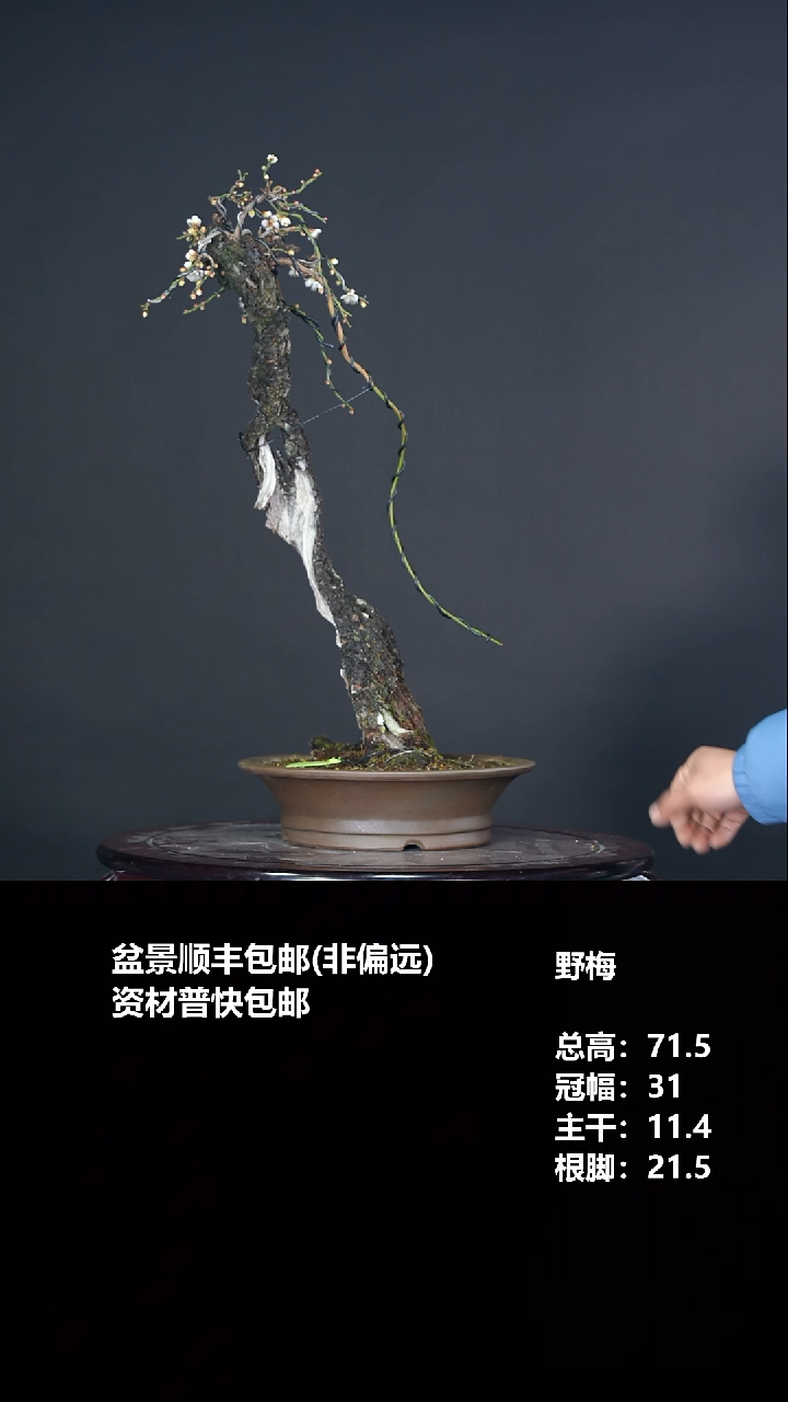 无花朵忆*?野梅-G5961