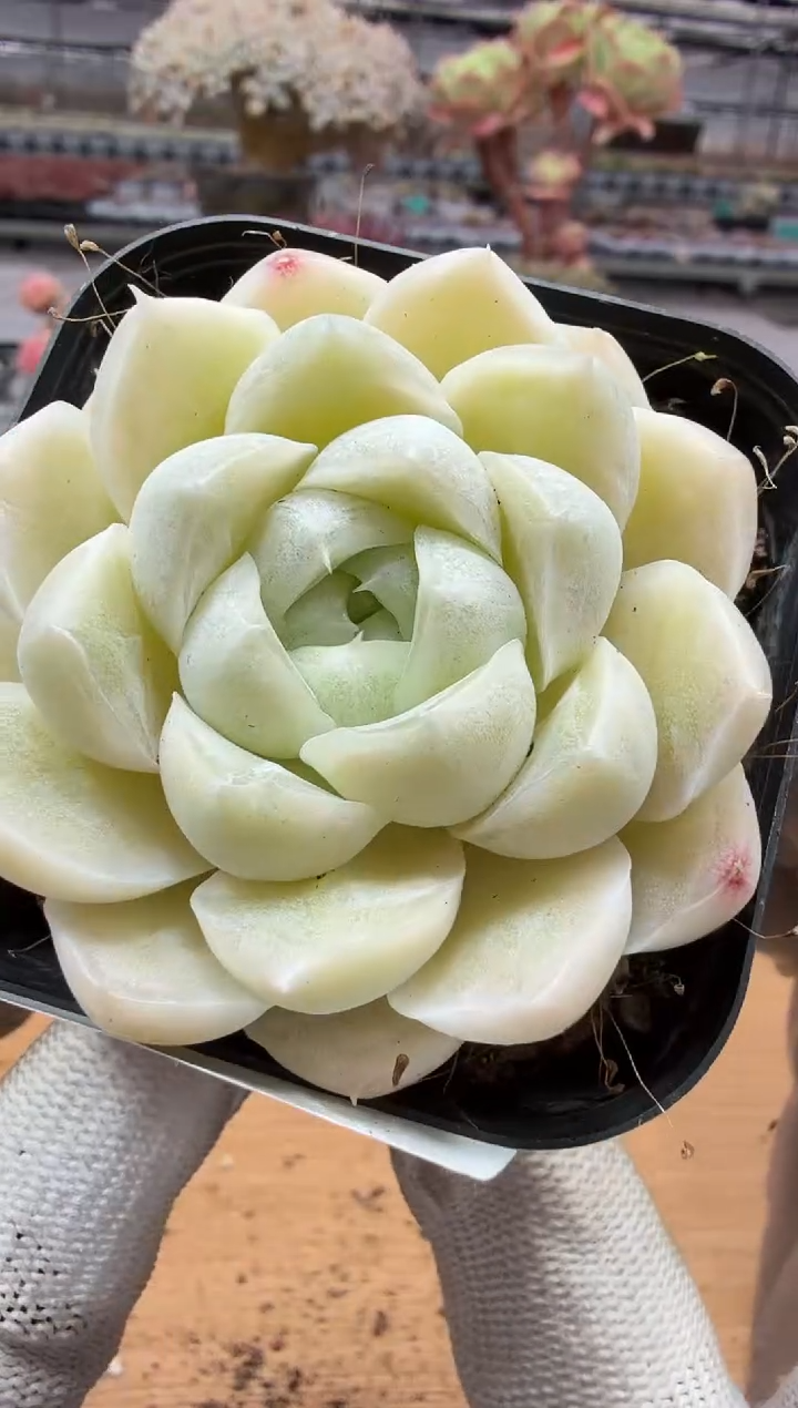 东云多肉园二店-299