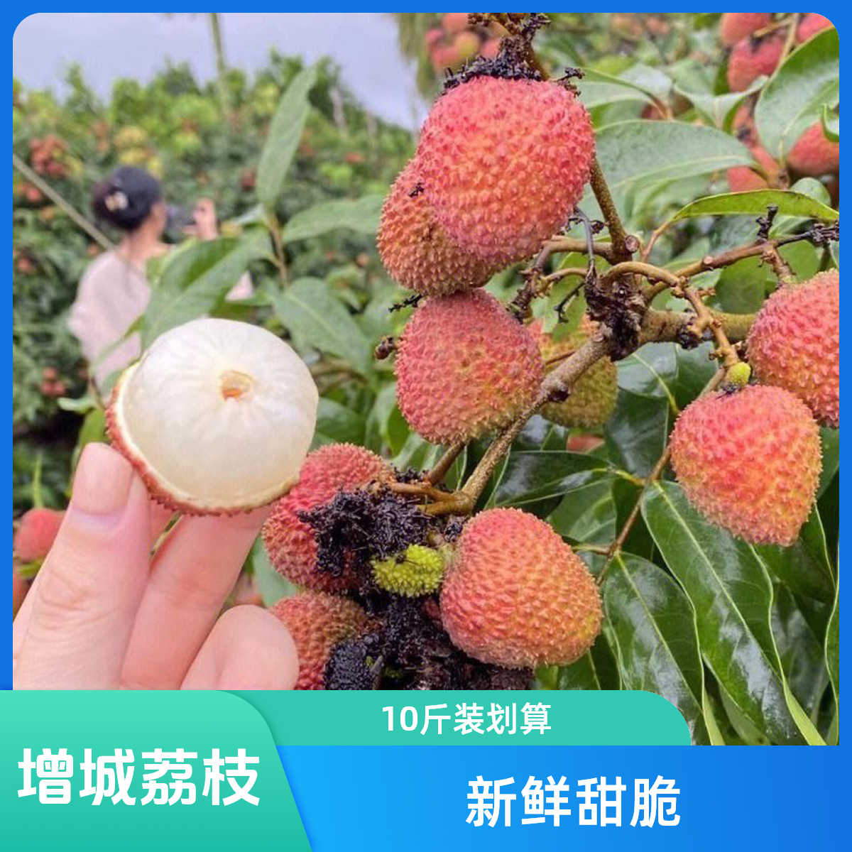 增城桂味荔枝，10斤装盒荔枝同城送新鲜广东省