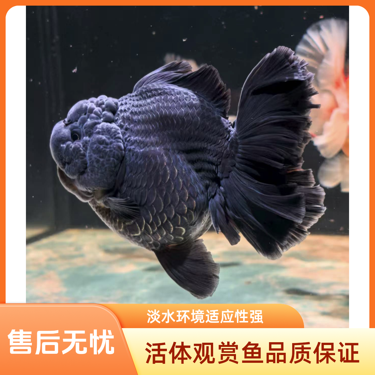 精品百褶将军体泰狮冷水活体观赏鱼（无完整开箱视频无售后）