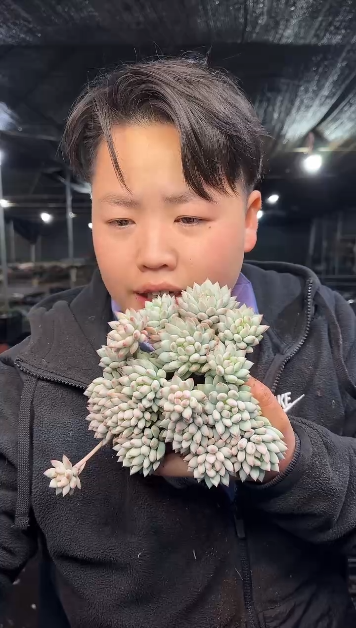 明珠美人3颗4.99    