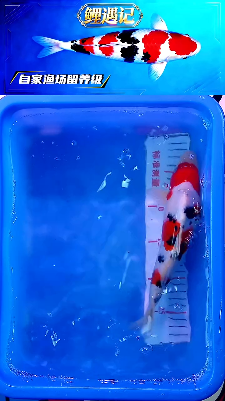 锦鲤12月23日锦鲤33