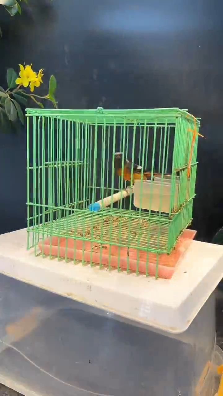 3号  北红养笼  0元起拍