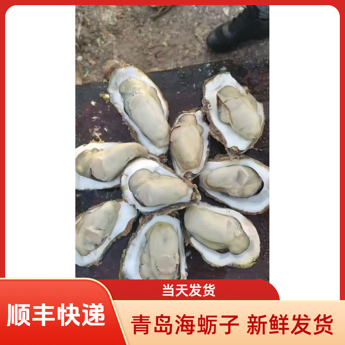 青岛当地新鲜海蛎子