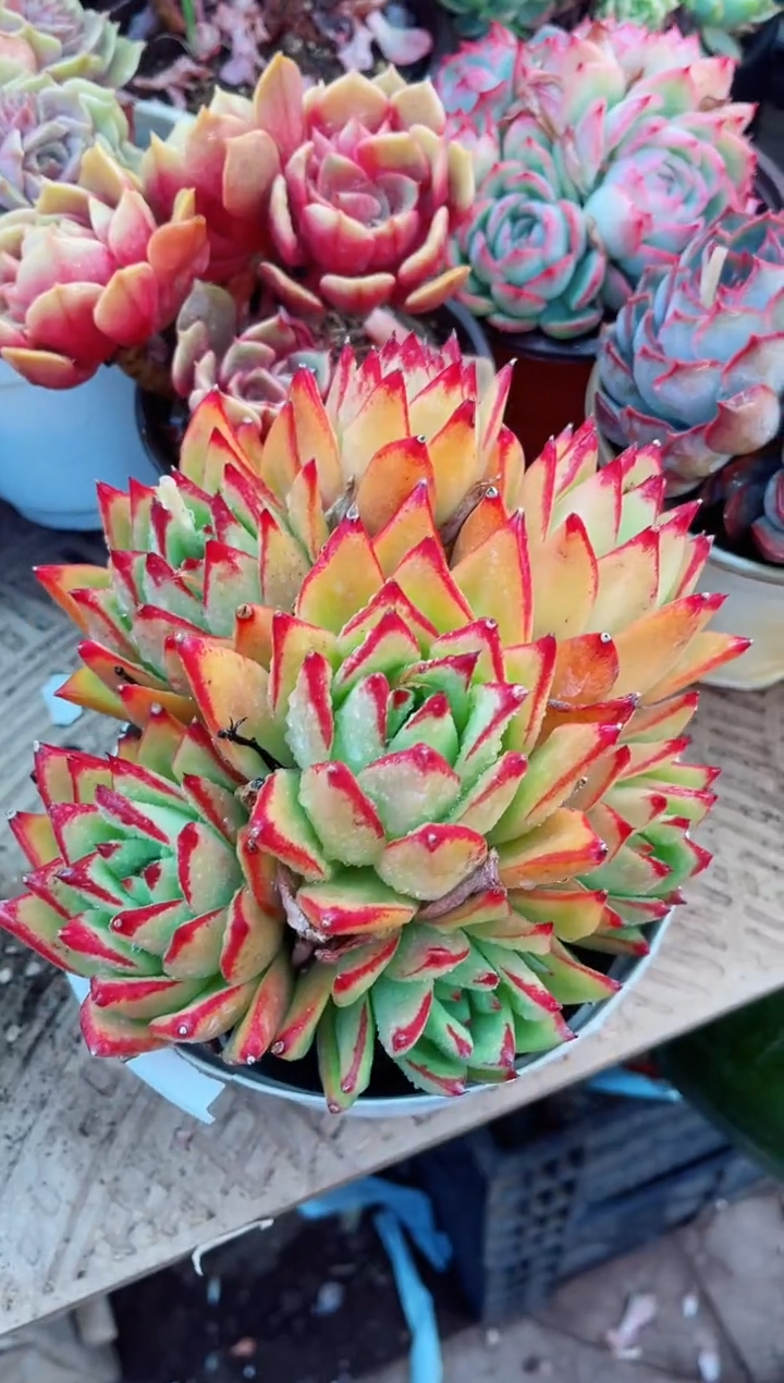 【闪购商品】11079