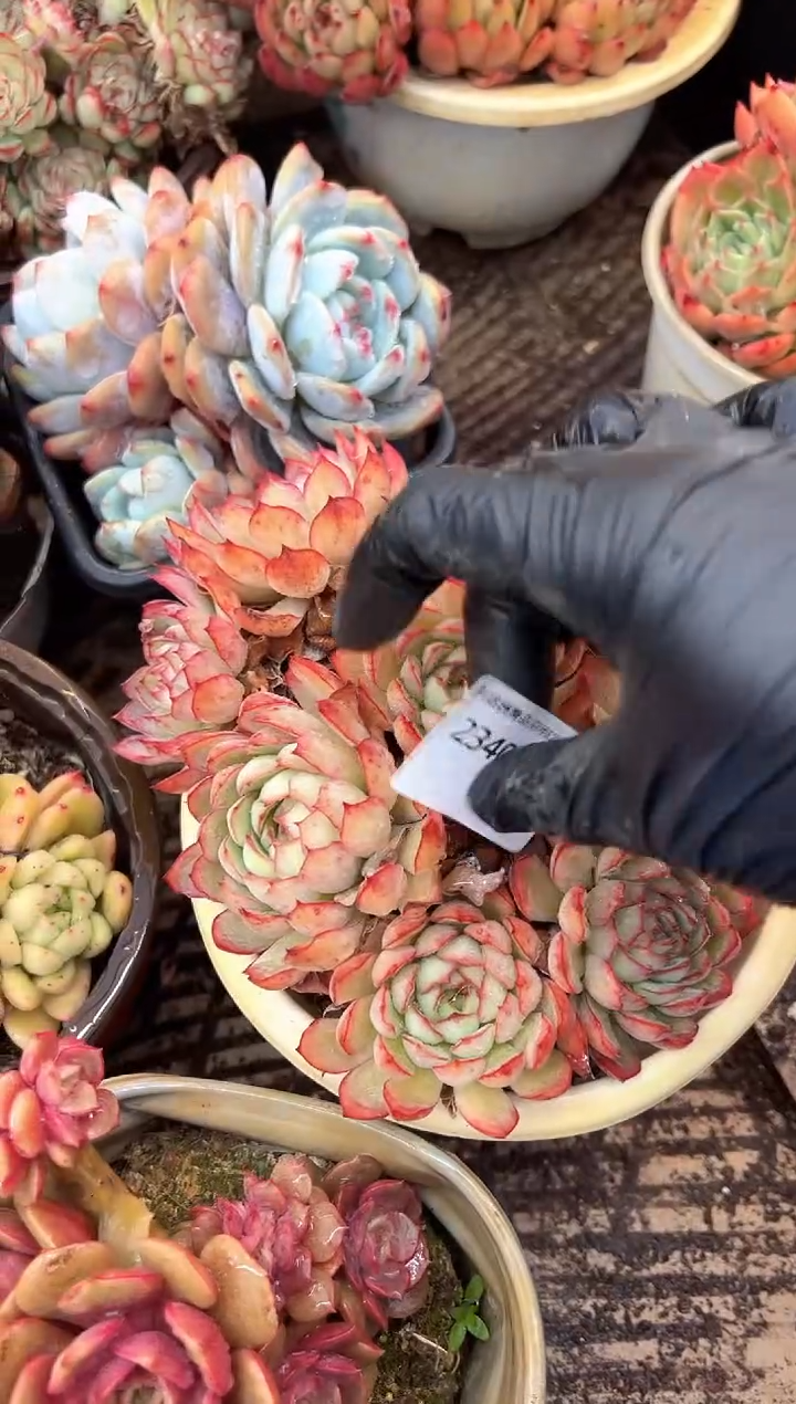 宁*多肉植物一物一拍23401