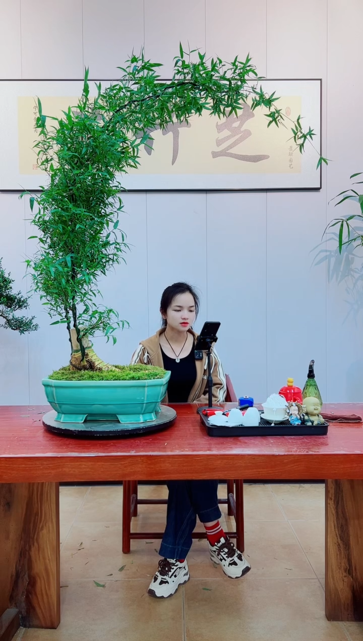 【闪购商品】绿植簕竹盆景