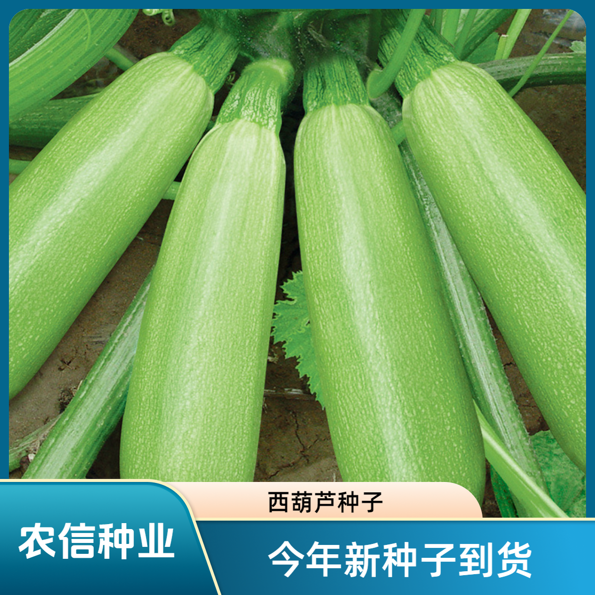 【全店满5包包邮】西葫芦种子蔬菜种子室内四季简单易种家庭阳台