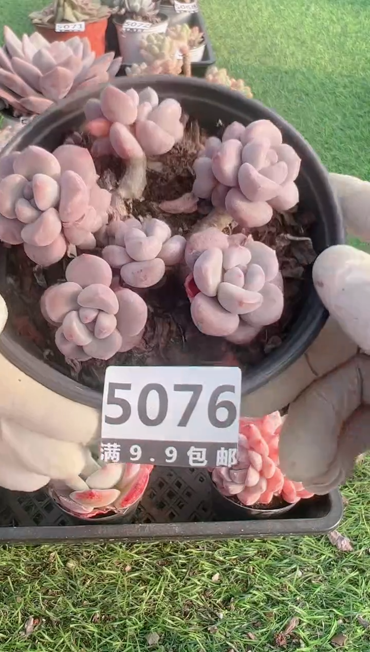 【闪购商品】信福多肉一物一拍