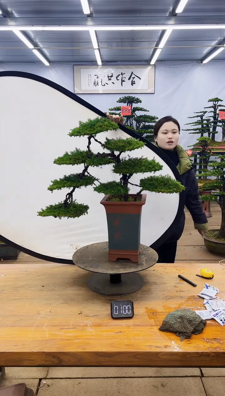 【闪购商品】高端盆景一物一拍，所见即所得