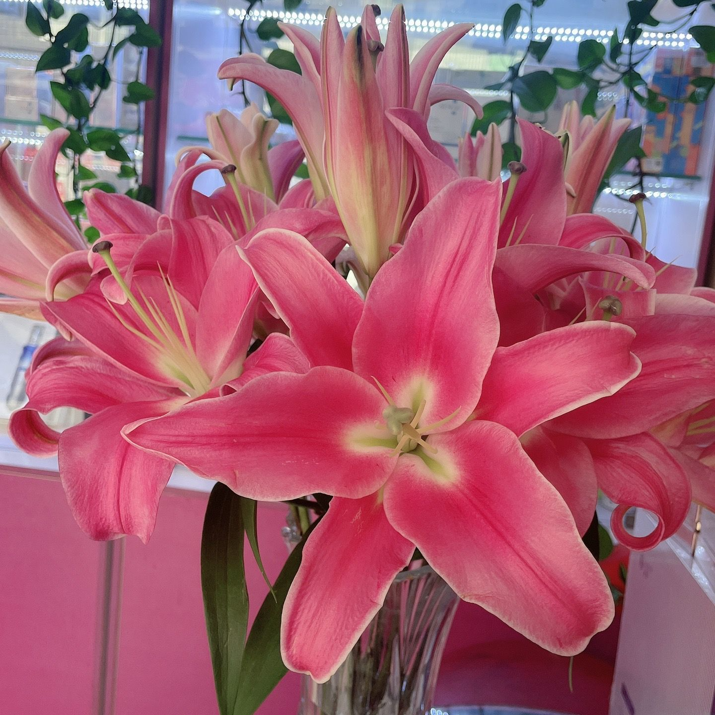 （粉色）香水百合鲜切花红粉百合家用鲜花家庭送礼云南基地直发