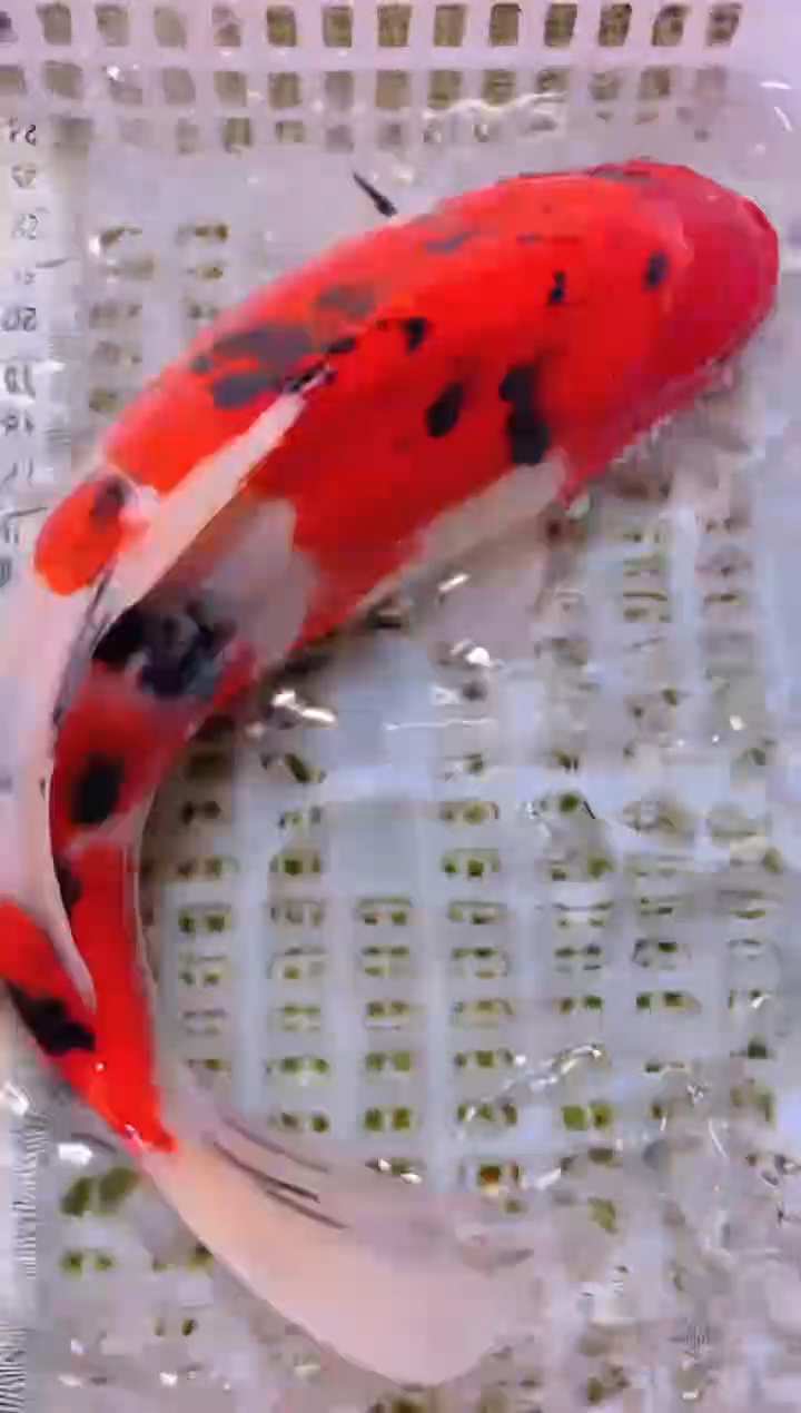 锦鲤冷水观赏鱼全场包邮121