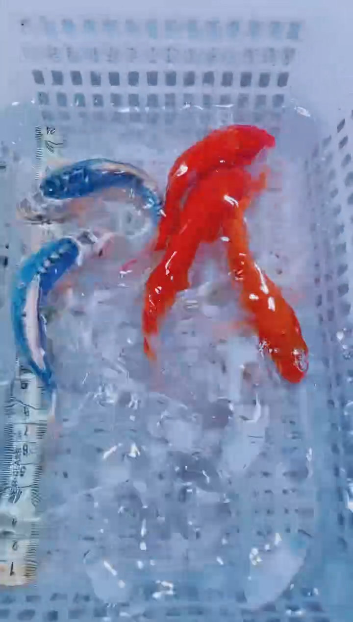 锦鲤血统锦鲤全场包邮157