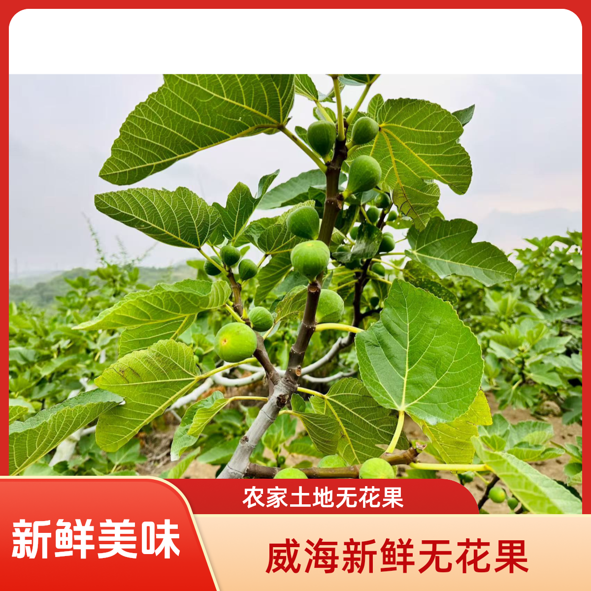 （山东省内包邮）威海青皮无花果