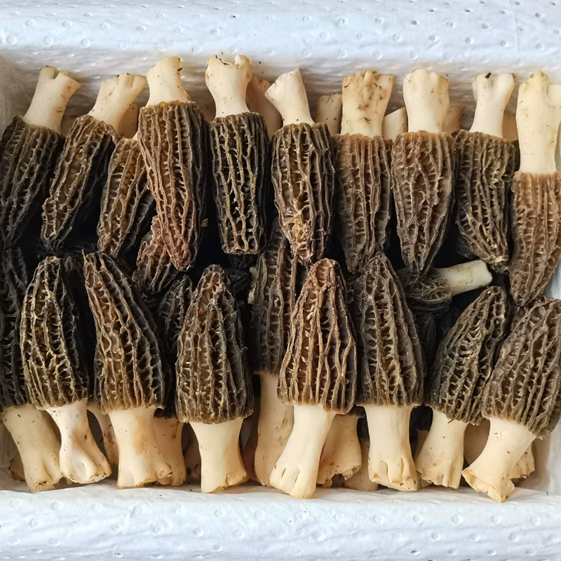 天津市鲜羊肚菌，现采现发  新鲜到家   一斤装