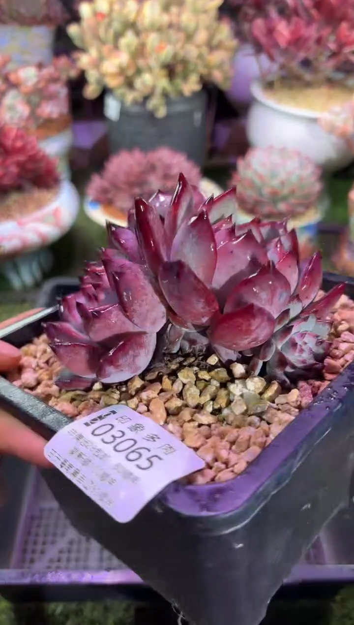 【闪购商品】03065