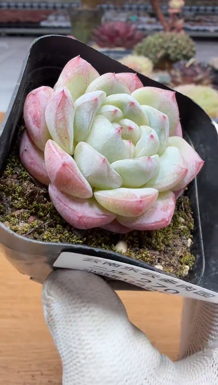 东云多肉园二店-270