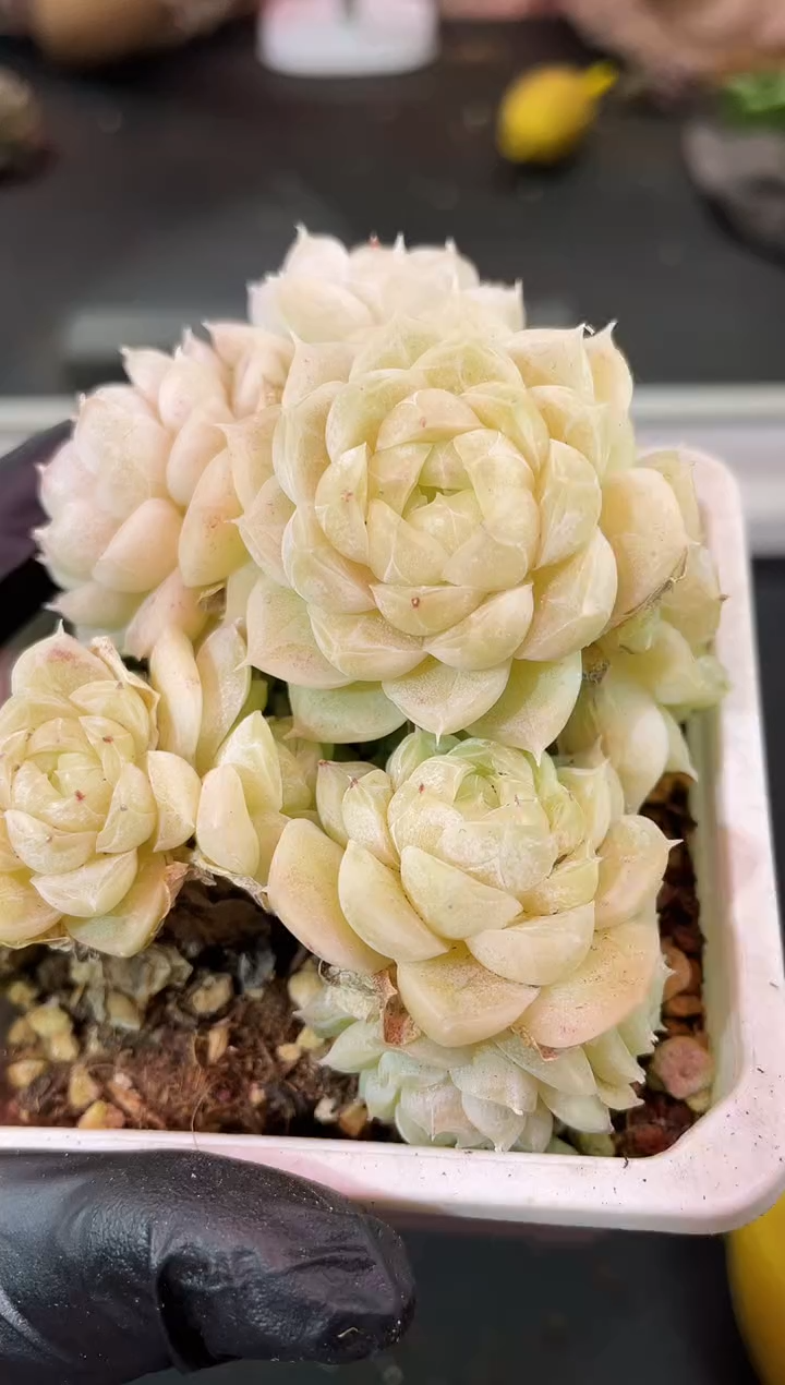 闪购2146  反基因系列多肉一颗   