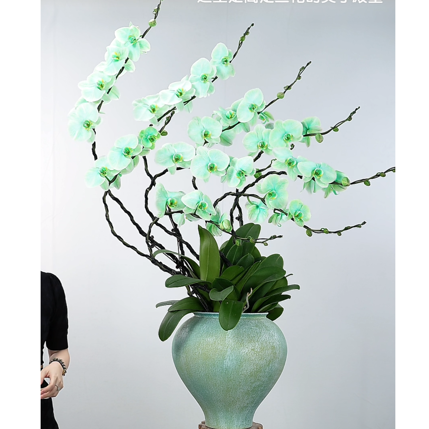 2398一物一拍蝴蝶兰盆景