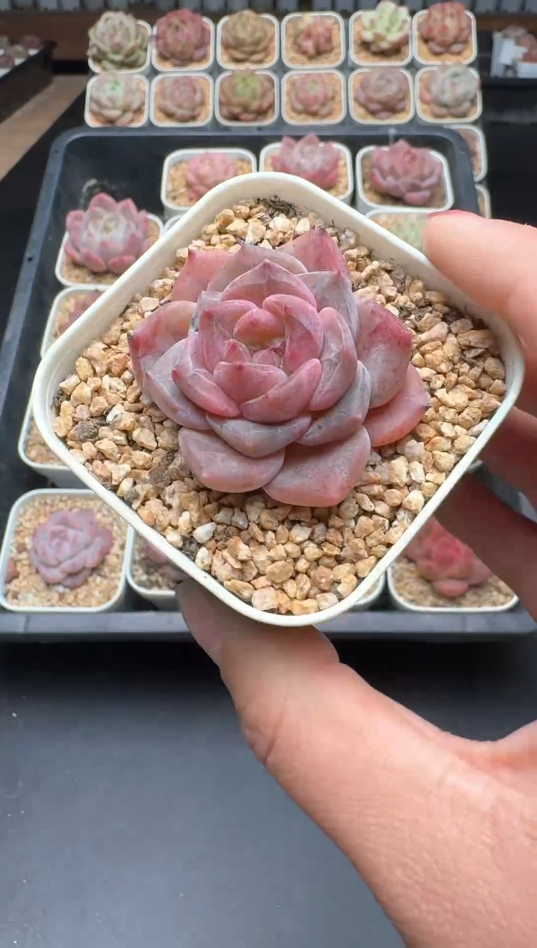 【闪购商品】549A号一物一拍多肉花卉植物拍3颗起发