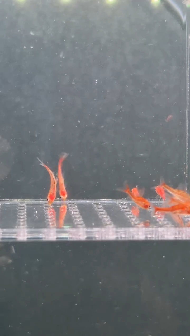 灯科鱼海*十条血魔跳鲈