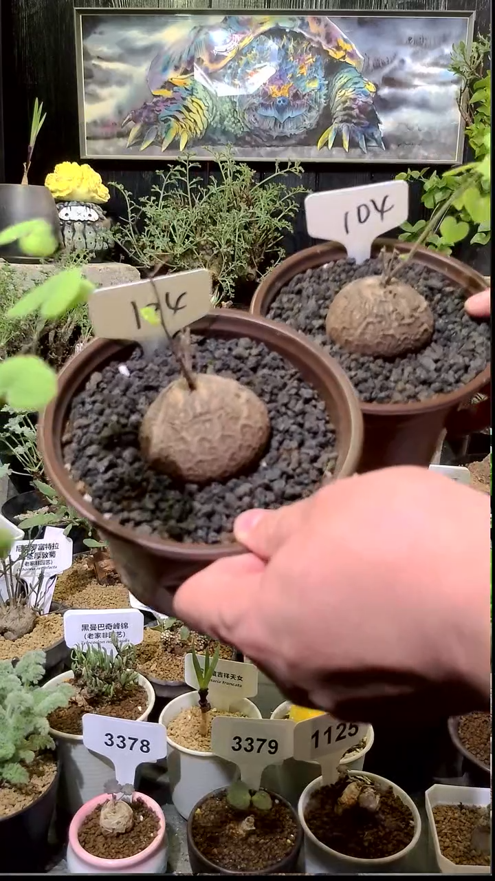 104号1209福利南非龟甲龙买一送一