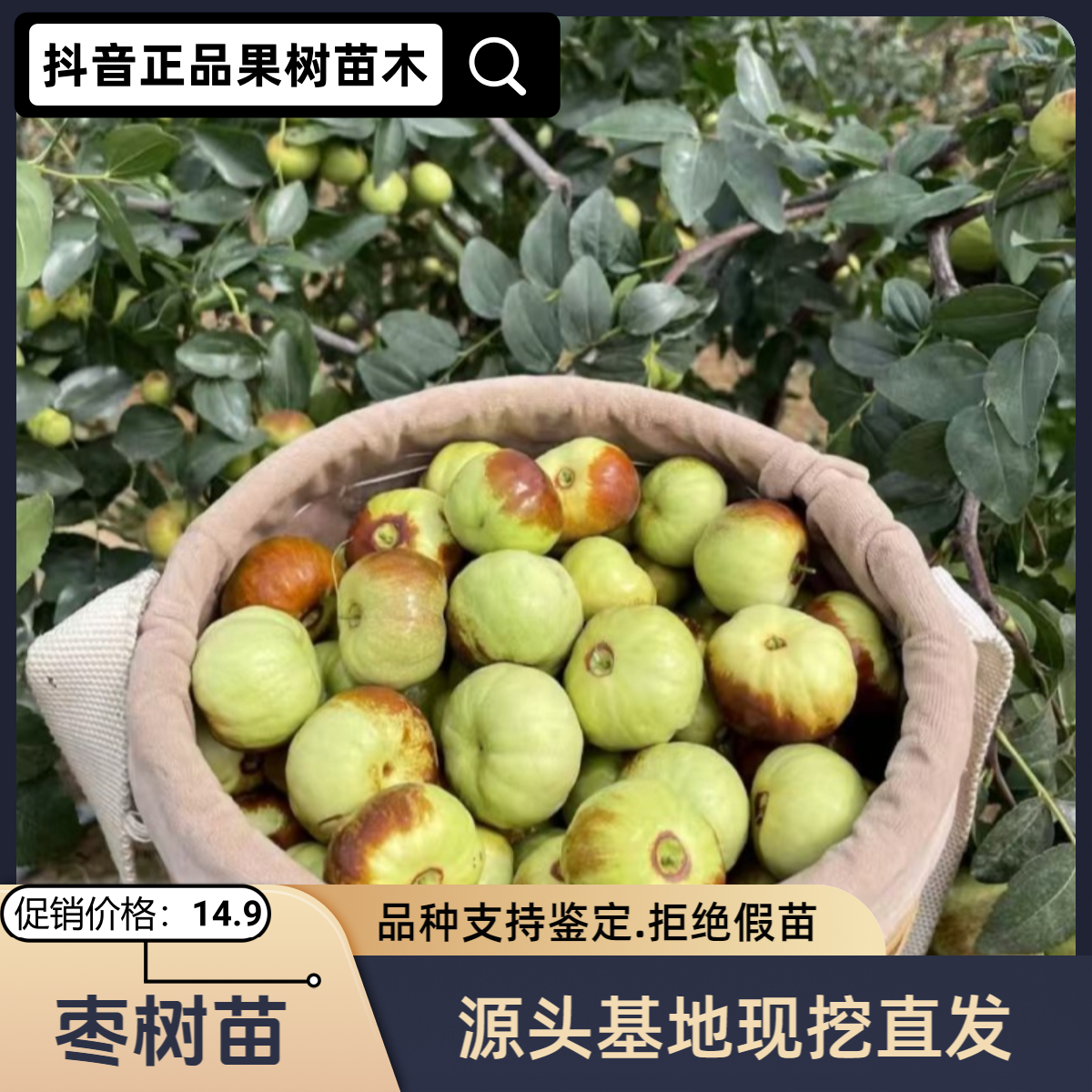 沾化枣树苗南北方庭院地栽阳台盆栽种植耐寒易活果树苗枣树苗