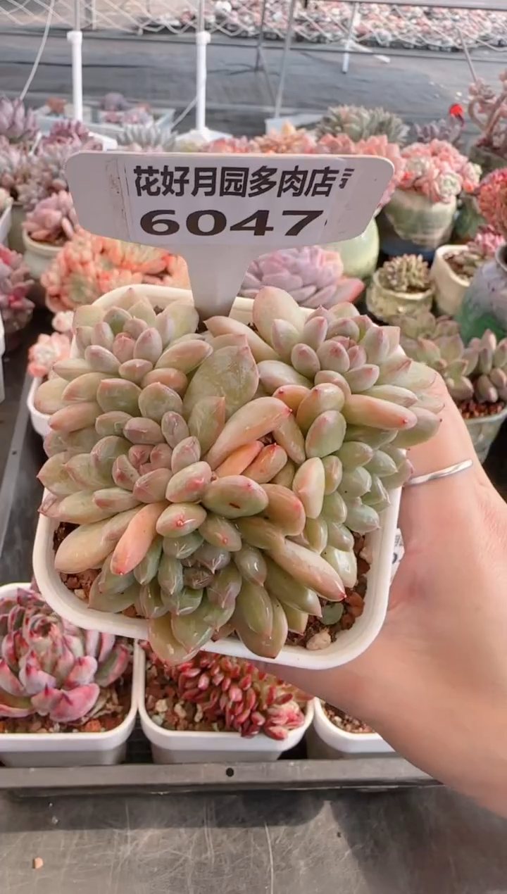 【闪购商品】6047.