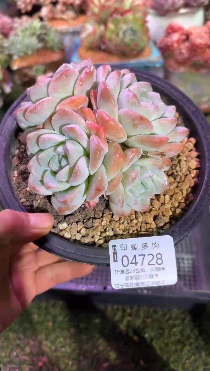 【闪购商品】04728