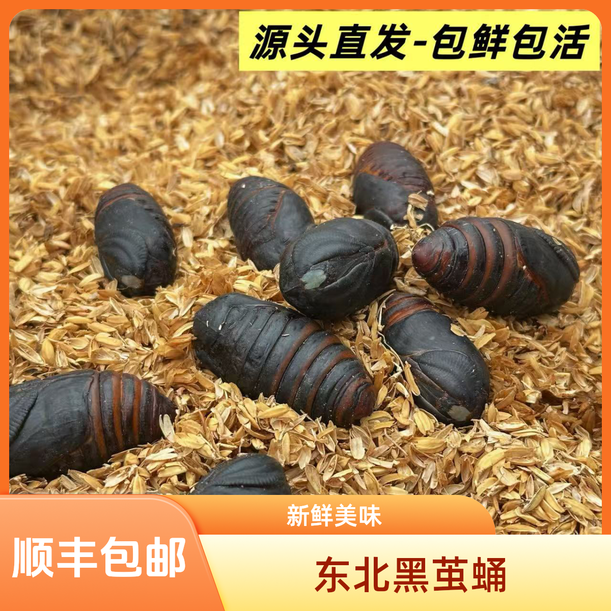 2025东北特产鲜活黑茧蛹3-4cm高蛋新白绿色健康营养丰富