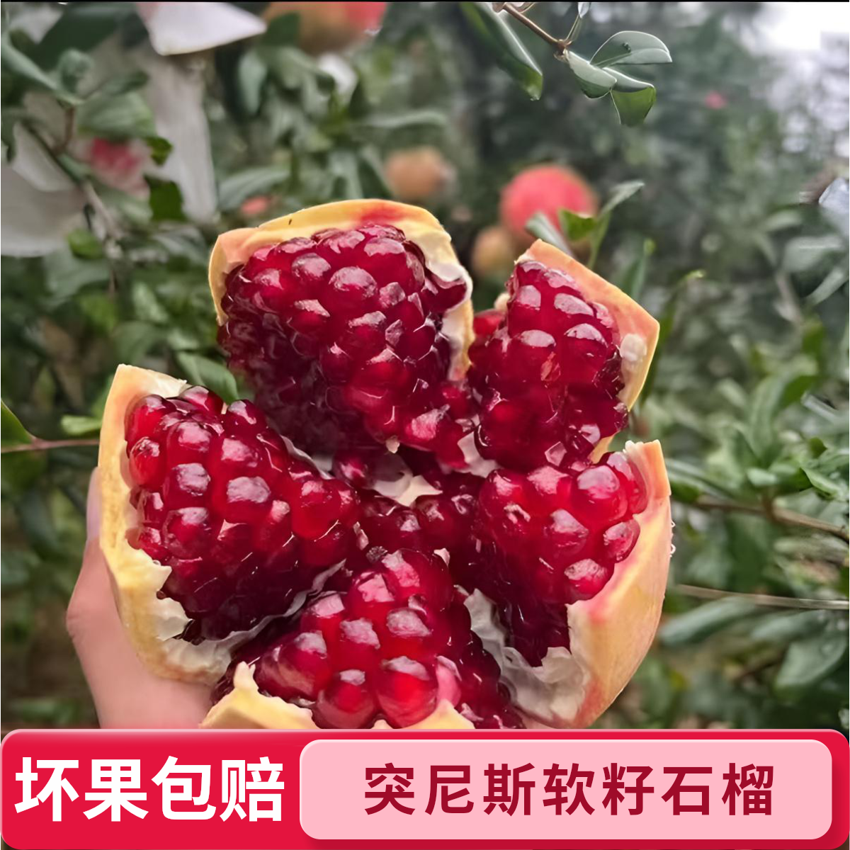 【福利果】正宗四川会理软籽石榴6个装手掌大小尝鲜装包邮到家