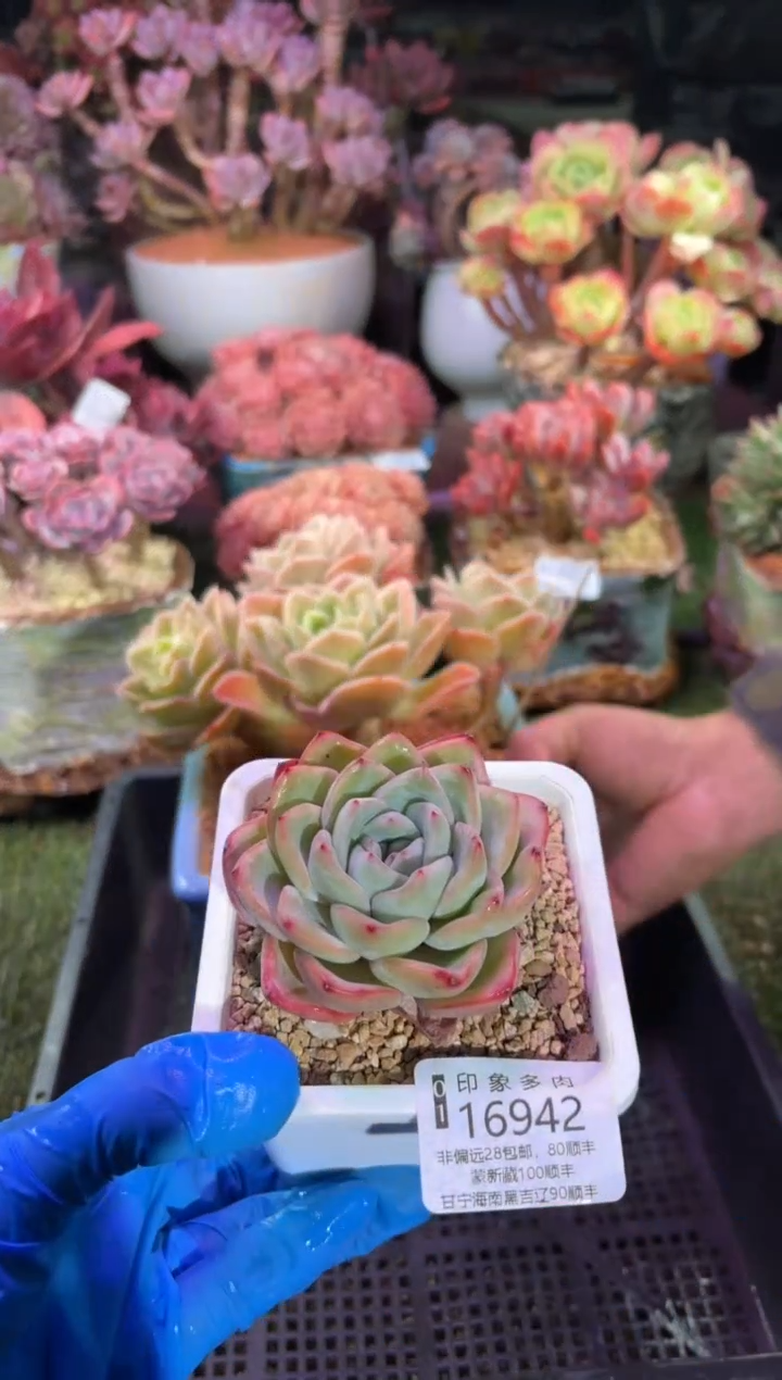 【闪购商品】16942