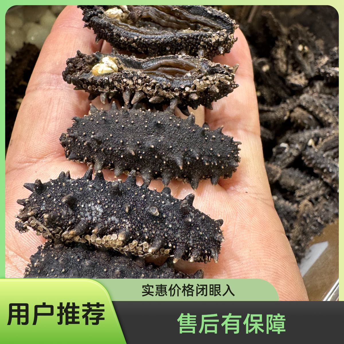 沙山小开口大头淡干海参