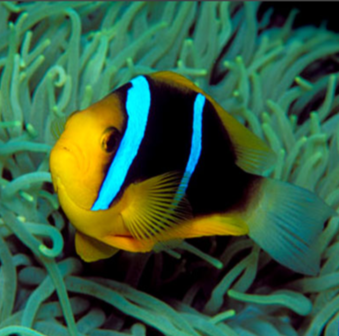 双代小丑海水鱼海水观赏鱼报损需开箱视频