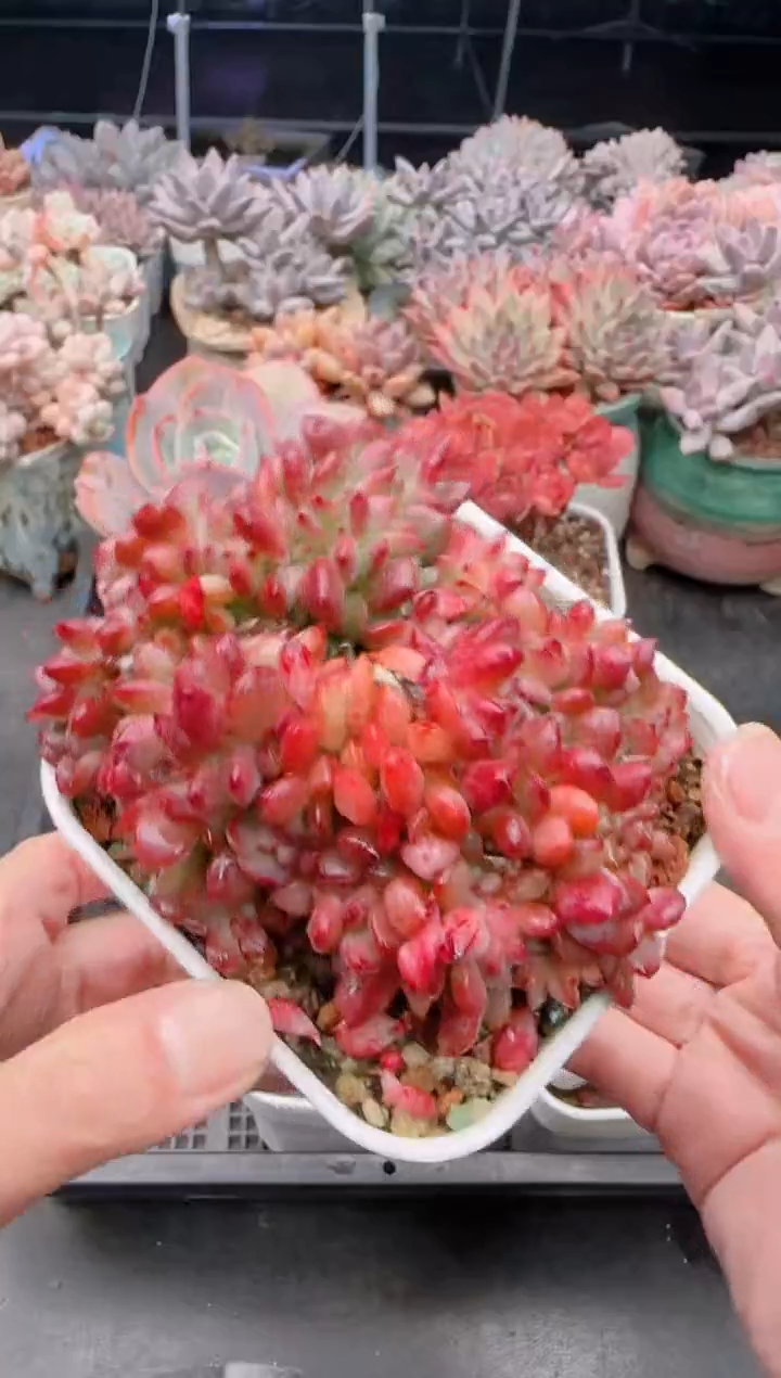 【闪购商品】8213.