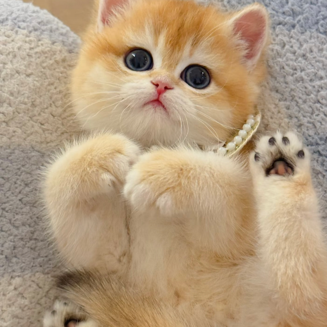 【喵司令】超可爱金渐层猫猫的专属宠物链接
