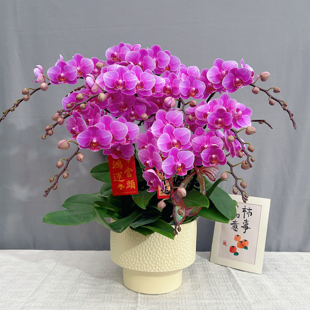 花满屋【紫霞-蝴蝶兰】 高端鲜花 花期长室内观赏花 送礼年宵花