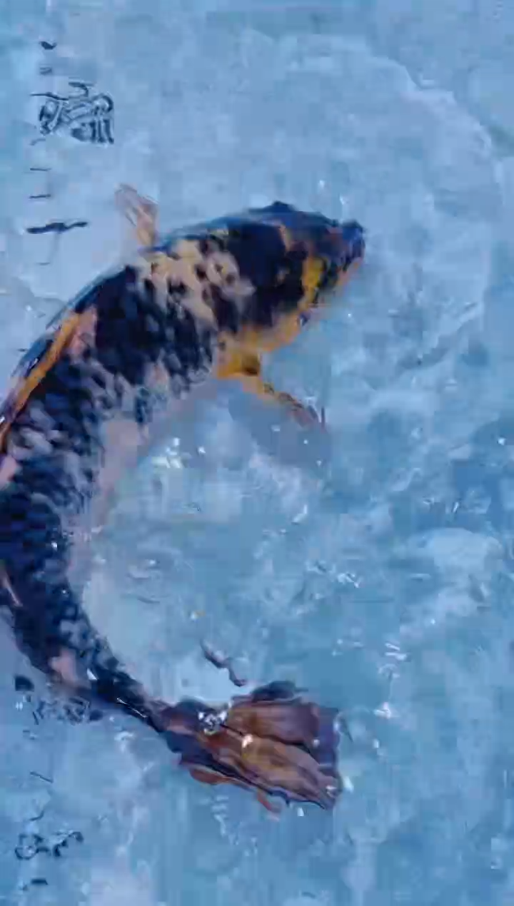 锦鲤血统锦鲤全场包邮23