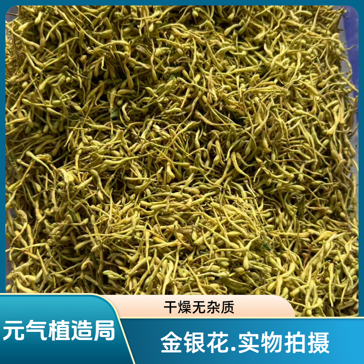 《金银花》精选道地本草.山东临沂