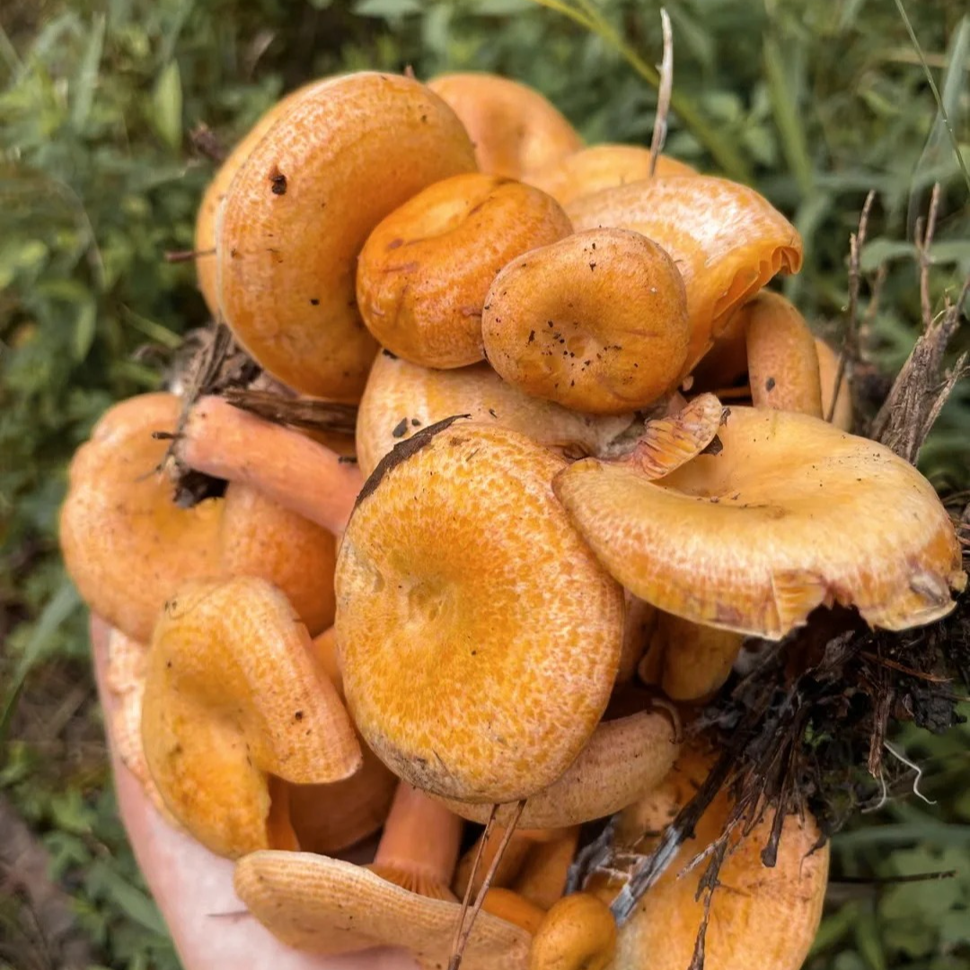 野生寒菌一把铲不挑2斤寒菌