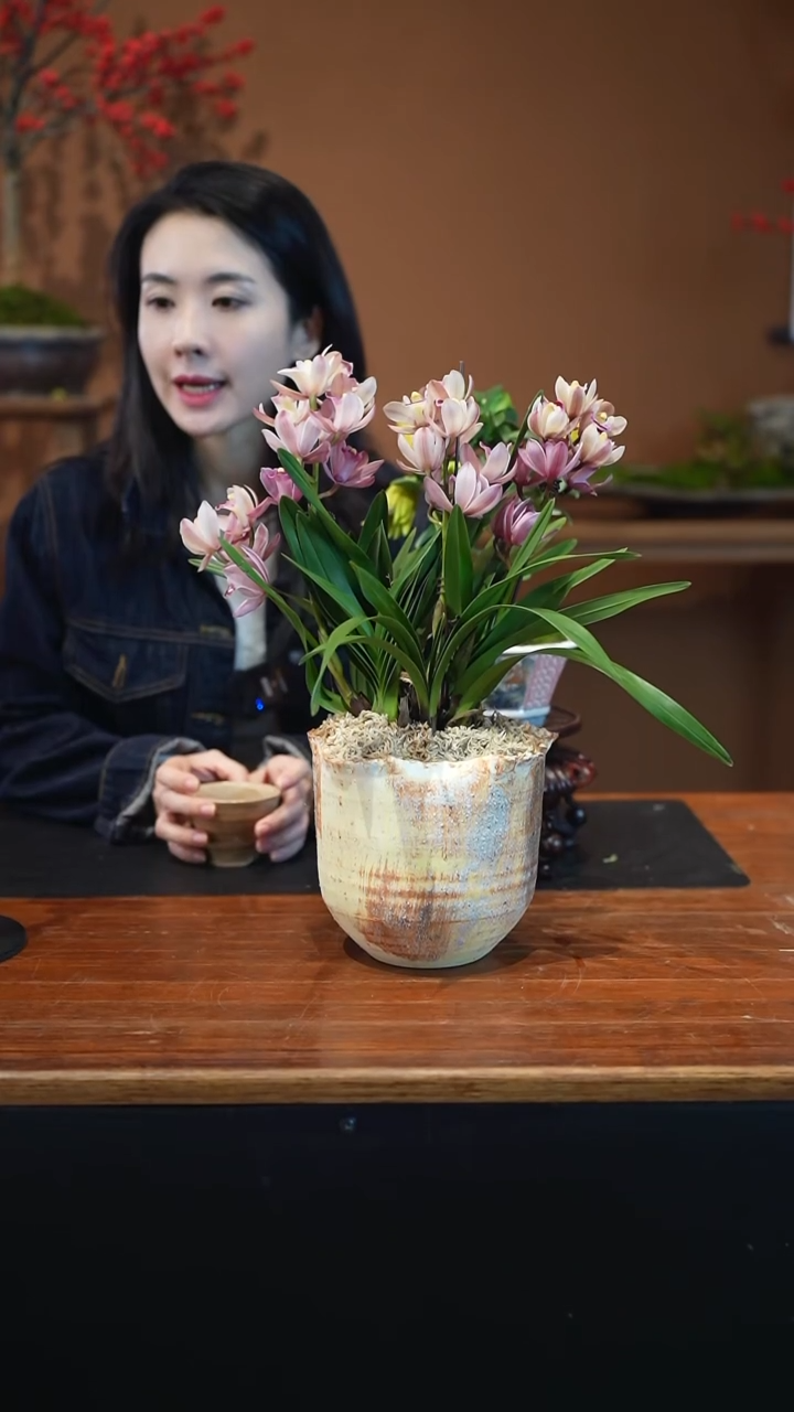 全部花朵用***饭阿诗玛盆景盆景盆景