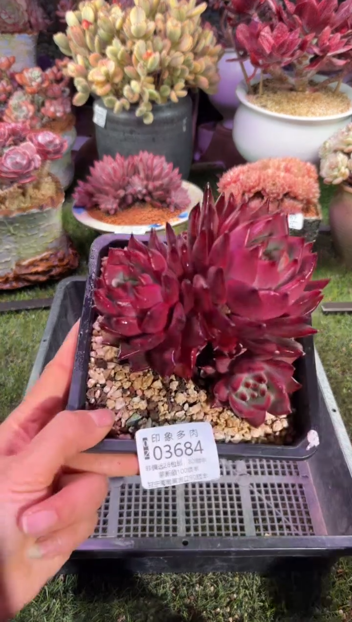 【闪购商品】03684