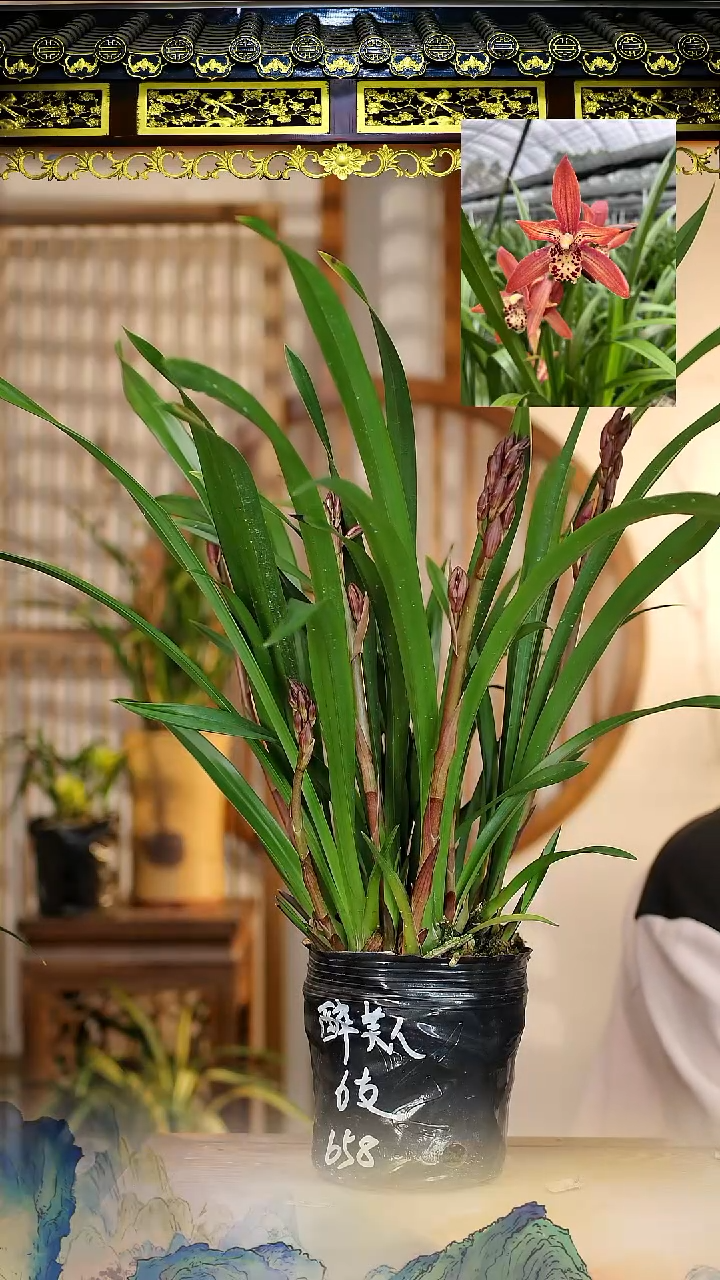 全部花苞醉美人6花