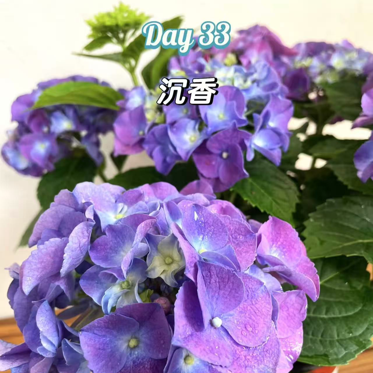 【七彩火焰】带花苞发货  彩色大花绣球 新老枝开花 盆栽地栽都可以