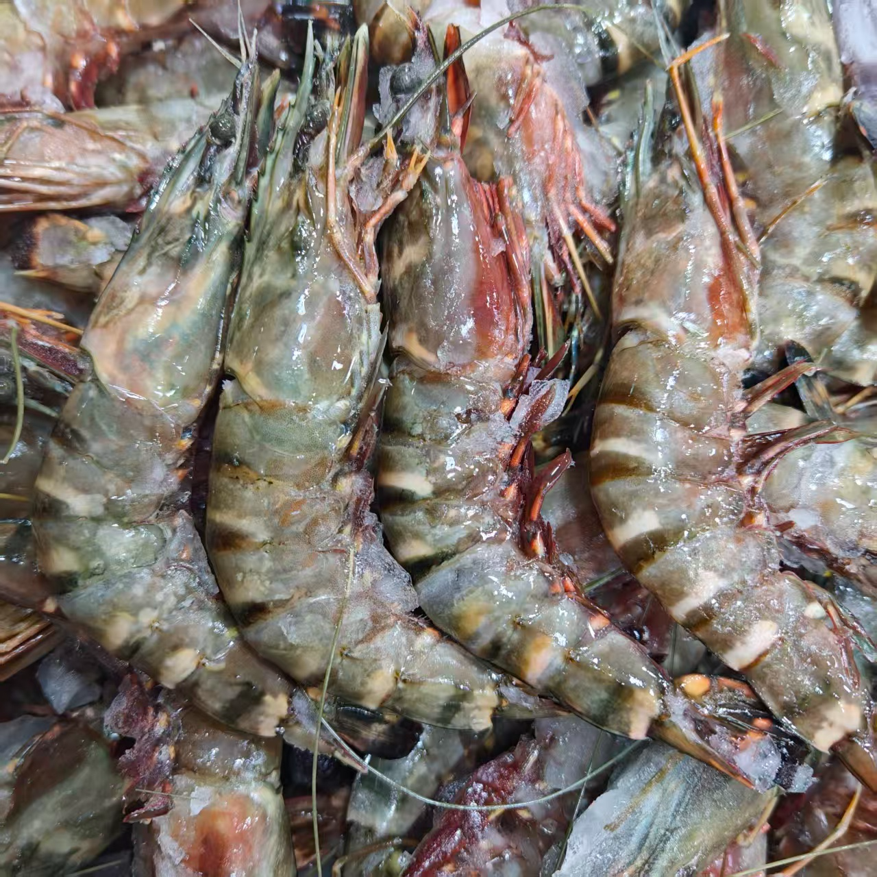 【带头黑虎虾】新鲜黑虎虾带头黑虎虾高端海虾海鲜