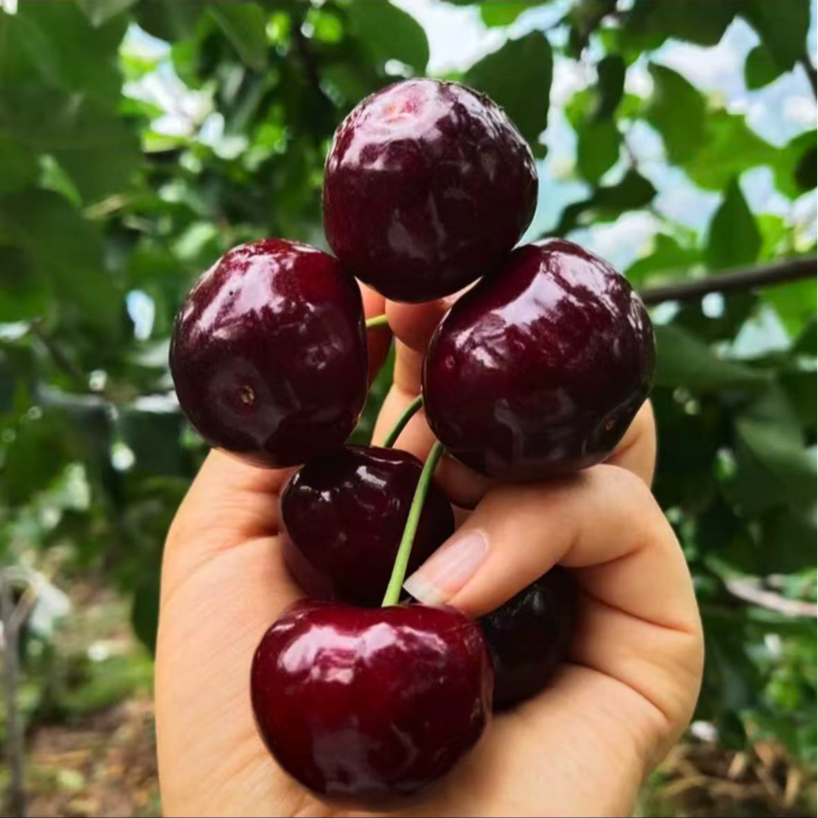 嫁接车厘子树苗很大樱桃树苗新品种晚熟耐寒盆栽地栽南方北方种植