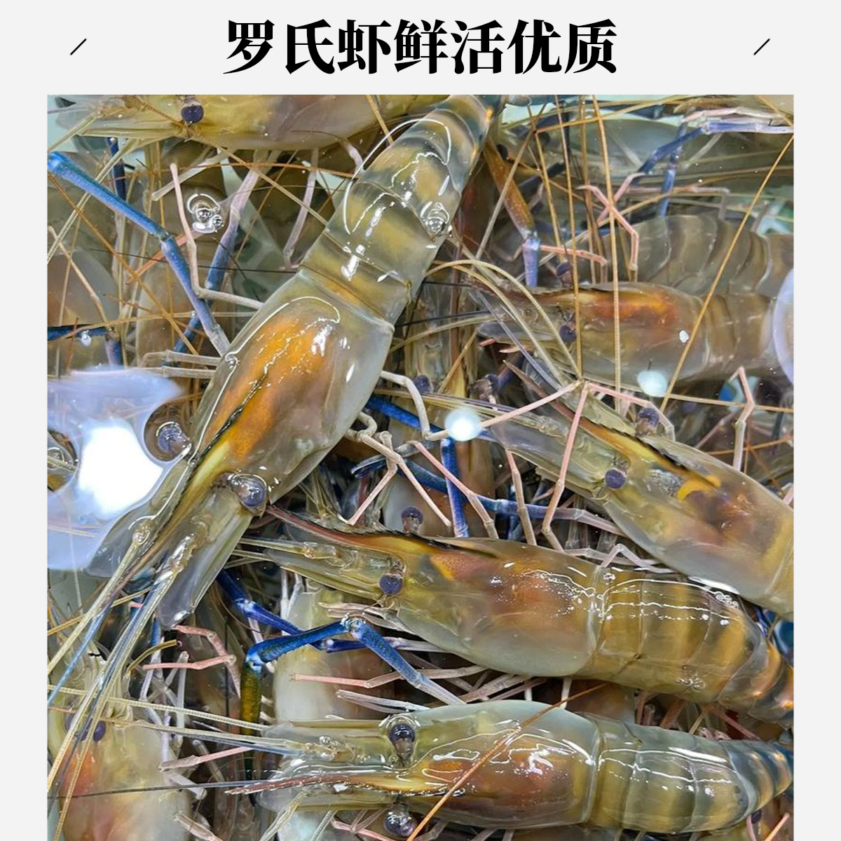 罗氏虾精选优质鲜活海鲜